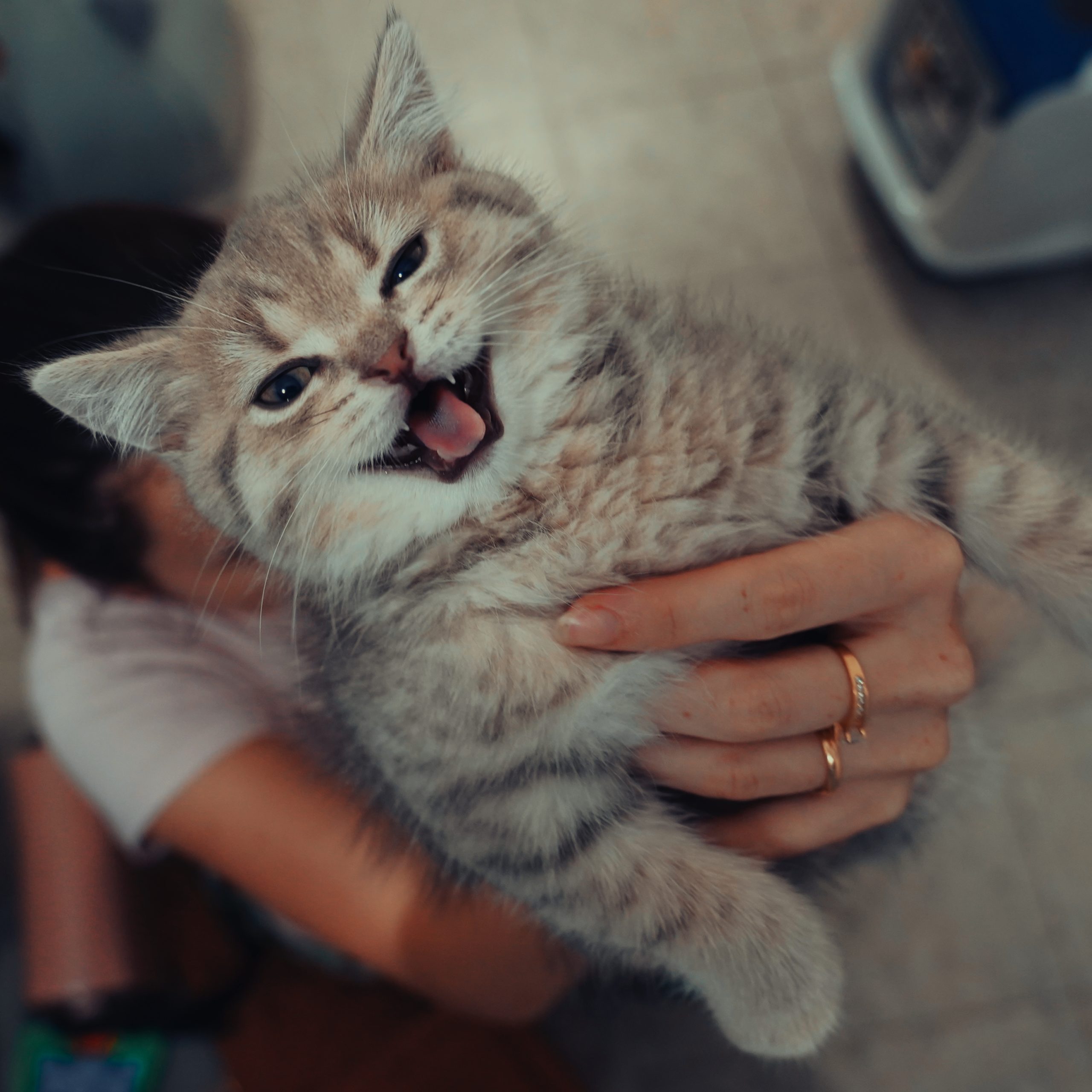 кот Теди 