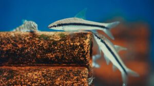 Zoo Shop Rishon LeZion: Your Guide to Exotic Aquarium Fish on David Saharov St 19