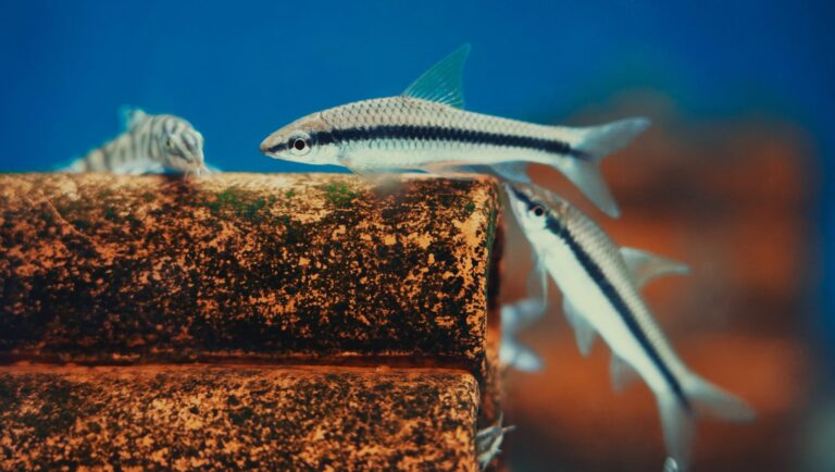 Zoo Shop Rishon LeZion: Your Guide to Exotic Aquarium Fish on David Saharov St 19